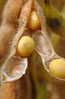 soya, soja, soybean, soy, grond, sojë