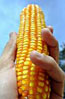 kukorica, mais, jagung, granturco, agronegócio 