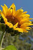 sunflower, flora, plantaasi, raccolto, biodiesel