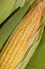 corn, mais, milho