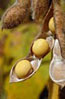 soybean