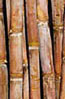 sugar cane