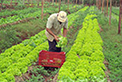 Agricultura orgnica