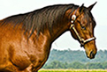 Equinos, Cavalos, Esportes equestres